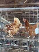 3 Rhode Island Red Hens