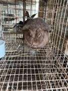 Mini Lop Doe