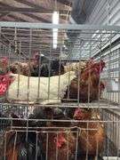 5 Chickens - 1 Rooster 4 Hens