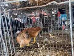 2 Barnyard Mix Hens