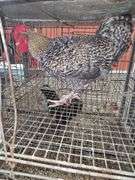 Barnyard Rooster
