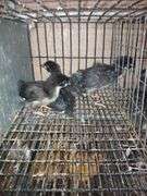 4 Midnight Majestic Maran Pullets