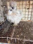 Showgirl Laying Hen