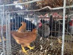 2 Barnyard Mix Hens