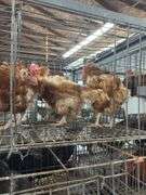 4 Rhode Island Red Hens