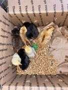 8 Mixed Chicks - Silkies & Mottled Cochin Banties