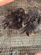 2 Mini Frizzle Pullets