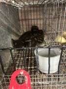 5 Khaki Campbell Ducklings - Hatched Under Hen