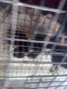 5 Ameraucana Pullet Chicks - 3 Months Old