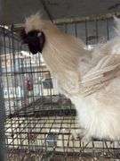 White Silkie Rooster "Olaf"