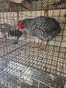 Barred Rock Rooster