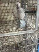 Painted Satin Silkie Pullet