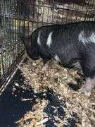 Black Gilt Kune Kune Pig - 9 Wks Old - Hand Fed