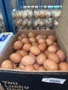 7 Doz Xlarge Brown Eating Eggs