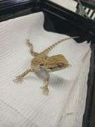 Baby Bearded Dragon w/ Eye Issue - Eating Crickets & Dubia Roaches