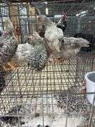 5 Young Cream Legbar/Barred Rock