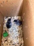 2 Barnyard Mix Chicks - 4 Days Old