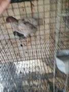 2 Ameraucana Mix Chickens