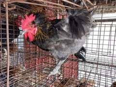 Maran Rooster
