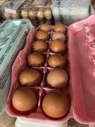 3 Doz Brown Pullet Eating Eggs