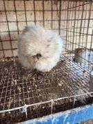 Paint Silkie Pullet