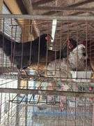 4 Easter Egger Australorp Hens - 2.5yrs Old