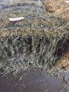 2 Mini Bales 1st Cut Mixed Hay (2025)