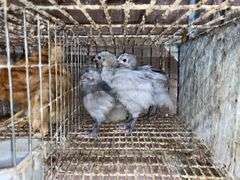 5 Lavender Orpington Pullets