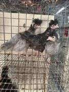 3 Polish Pullets - 5 Wks Old