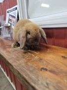 Orange Tort Mini Lop Buck - VM Gene - 8 Wks Old - Very Friendly - Handled By Kids