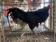 Ameraucana Rooster