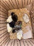 8 Mixed Chicks - Silkies & Mottled Cochin Banties