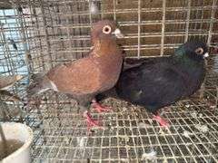 Pair Roller Pigeons