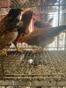 3 Roosters - 2 Bielefelder & 1 Ameraucana Mix