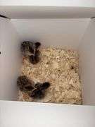 4 French Pearl & Pied Guinea Keets