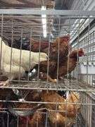 5 Chickens - 1 Rooster 4 Hens