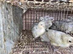 6 Lavender Orpington Pullets