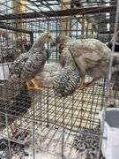 5 Young Cream Legbar/Barred Rock