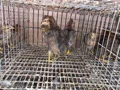 3 Cream Legbar Pullets