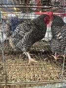 2 Barred Rock Hens