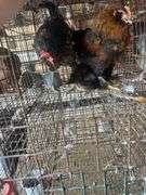 3 Young Barnyard Mix Chickens