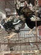 2 Ameraucana Cross Roosters