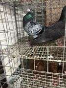 Pair Homing Pigeons