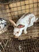 Brown Meat Rabbit