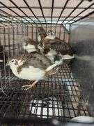 5 Tuxedo Coturnix Quail - 5 Wks Old