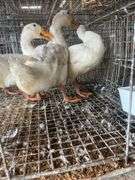 3 Jumbo Pekin Drakes - Show Quality