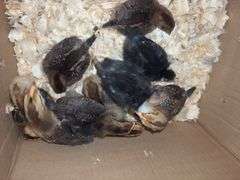10 Oliver Egger & Wyandotte Pullets