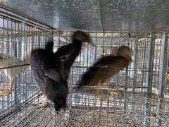 3 Rouen Hen Ducks