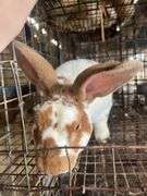 Proven Rex Buck - 2yrs Old