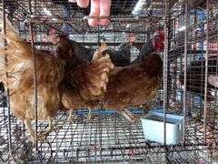 3 Isa Brown Hens